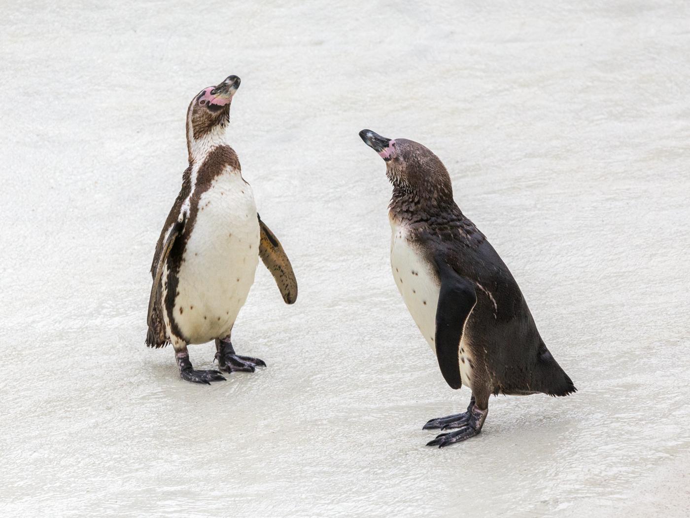 Humboldt Penguins